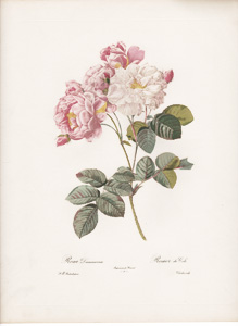 Vintage Pierre-Joseph Redoute roses and flowers